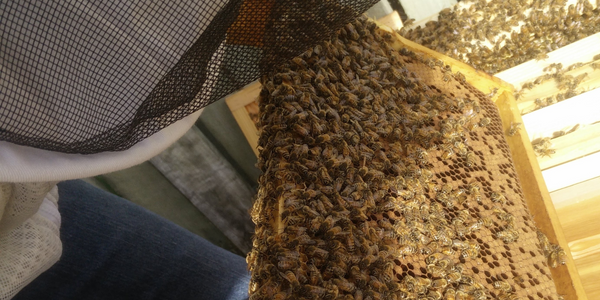 The Busy Bee's Guide to Hive Management