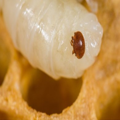 Varroa in Aus!