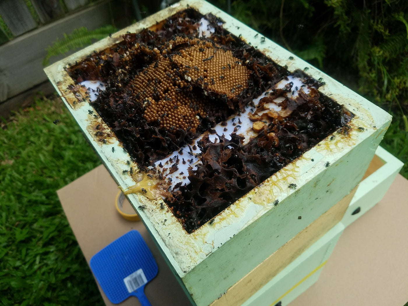 Australian Native Stingless Bees Hive Setup