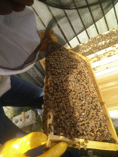 European Honey Bee (4 frame Nuc Hive)