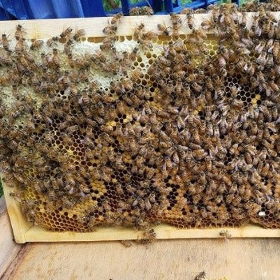 European Honey Bee (4 frame Nuc Hive)