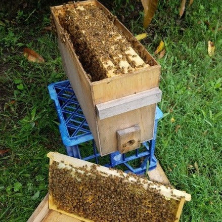 European Honey Bee (4 frame Nuc Hive)